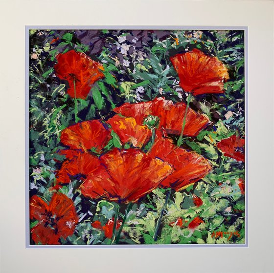 Poppy Border