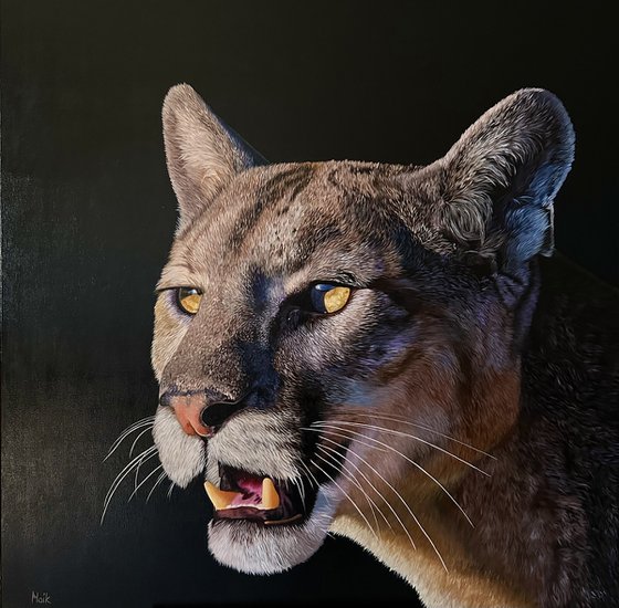 Mountain Lion
