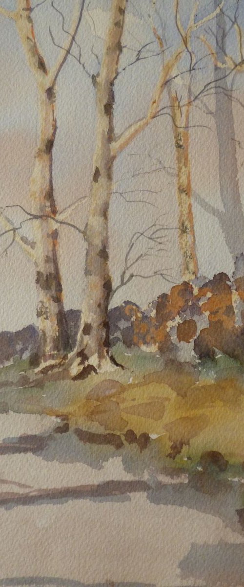 Evening Shadows by Maire Flanagan