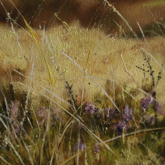 Pheasant in Sunrise Field