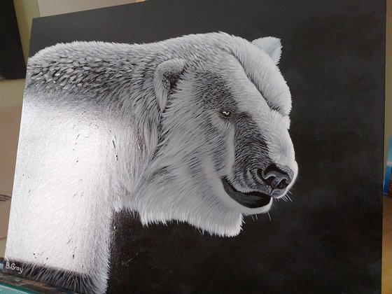 Polar bear in black in white
