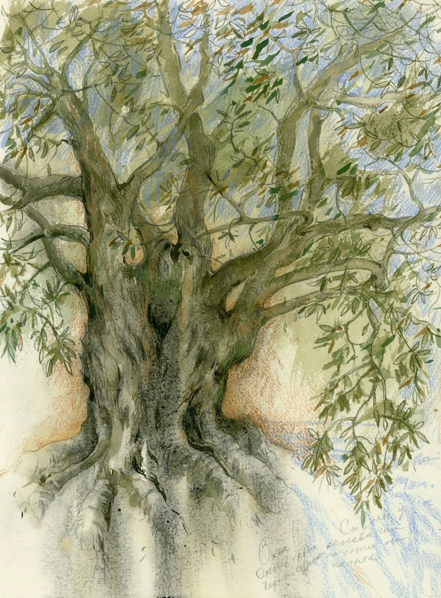 Impressionistic Landscape Watercolour By Tatyana Tokareva, 11 X 15", Old Olive Tree. Provence., Original Artwork