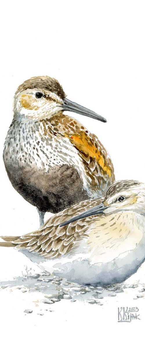 Whispers of the North: The Dunlins on rest by Karolina Kijak