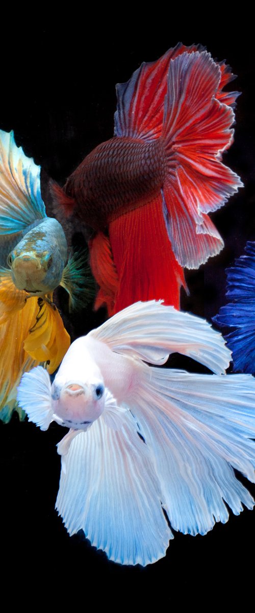 Betta Kings by MICHAEL FILONOW