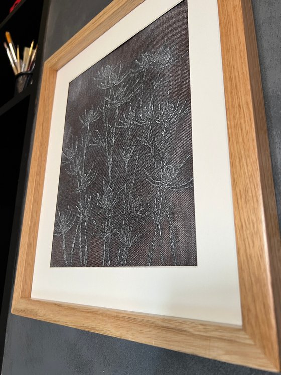 Eryngium Brown