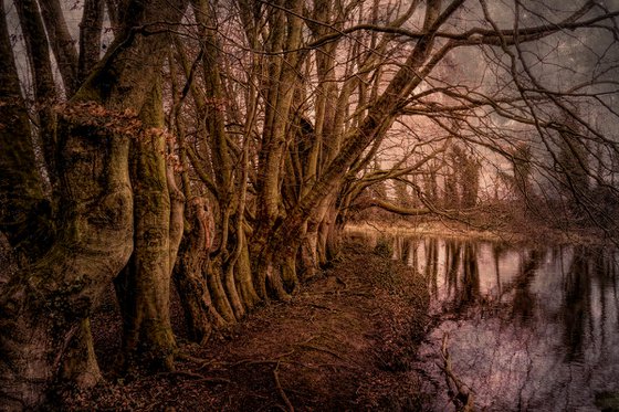 Gnarled Treeline