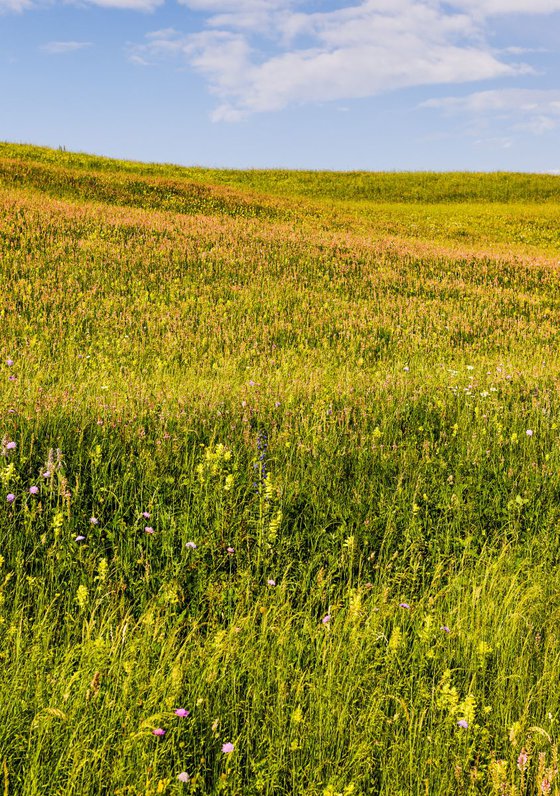 Colourful Transylvanian Meadow
