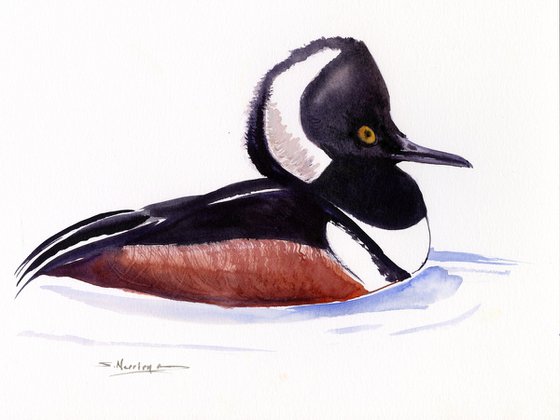Hooded Merganser Duck