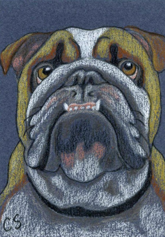 ACEO ATC Original Drawing English Bulldog Pet Dog Art-Carla Smale