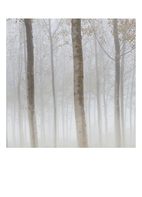 trees