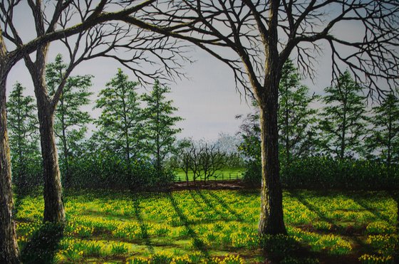 A field of Golden Daffodils