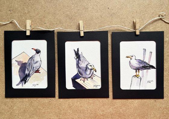 Sly seagulls. Postcards