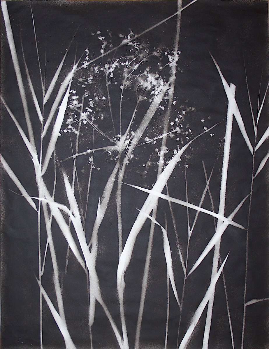Scirpus sylvaticus I (Wood clubrush), escorted by Phragmites by Laura Sttefeld