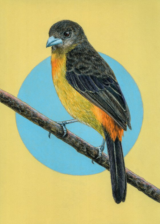 Original pastel drawing bird "Flame-rumped tanager"