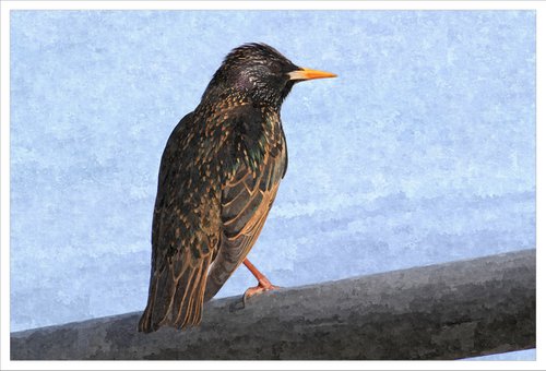 Starling by David Lacey