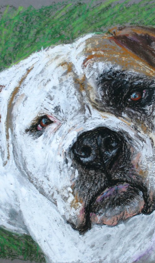 Dog V... American Bulldog /  ORIGINAL PAINTING by Salana Art / Svetlana Samovarova