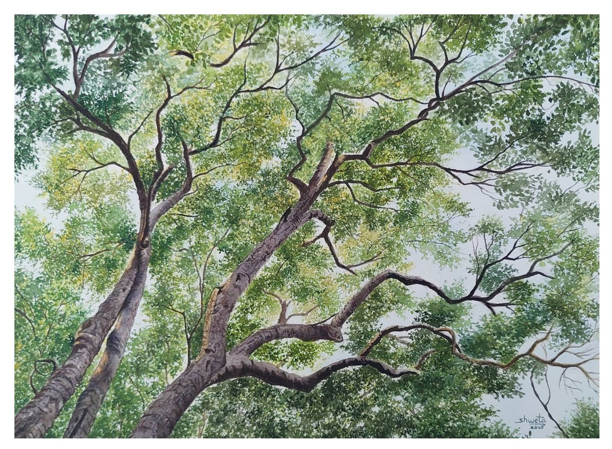 Photorealistic Watercolour , Sycamores Tree Canopy By Shweta Mahajan, 12 X 9, Artwork For Sale On Artfinder
