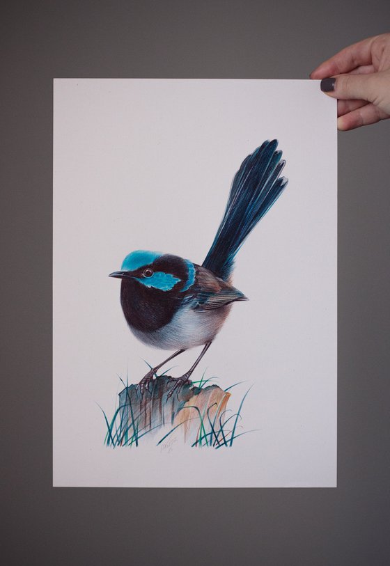 Superb Fairywren - Bird Portrait