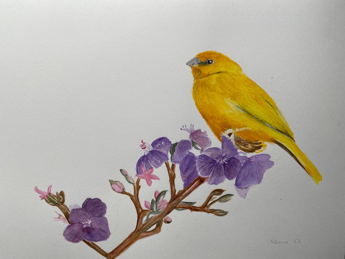 Yellow bird in watercolours by Maxine Taylor