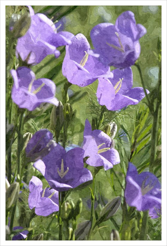 Bellflower