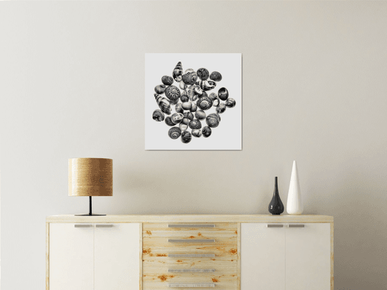 Shells from the Isles of Scilly