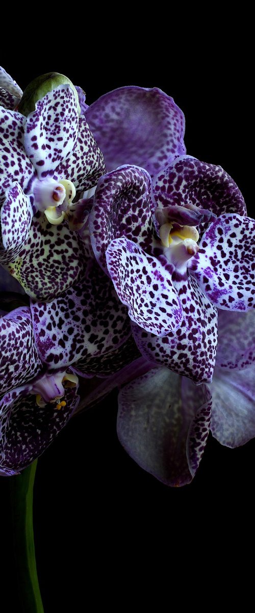 Midnight Black Vanda Orchids by Nadia Culph