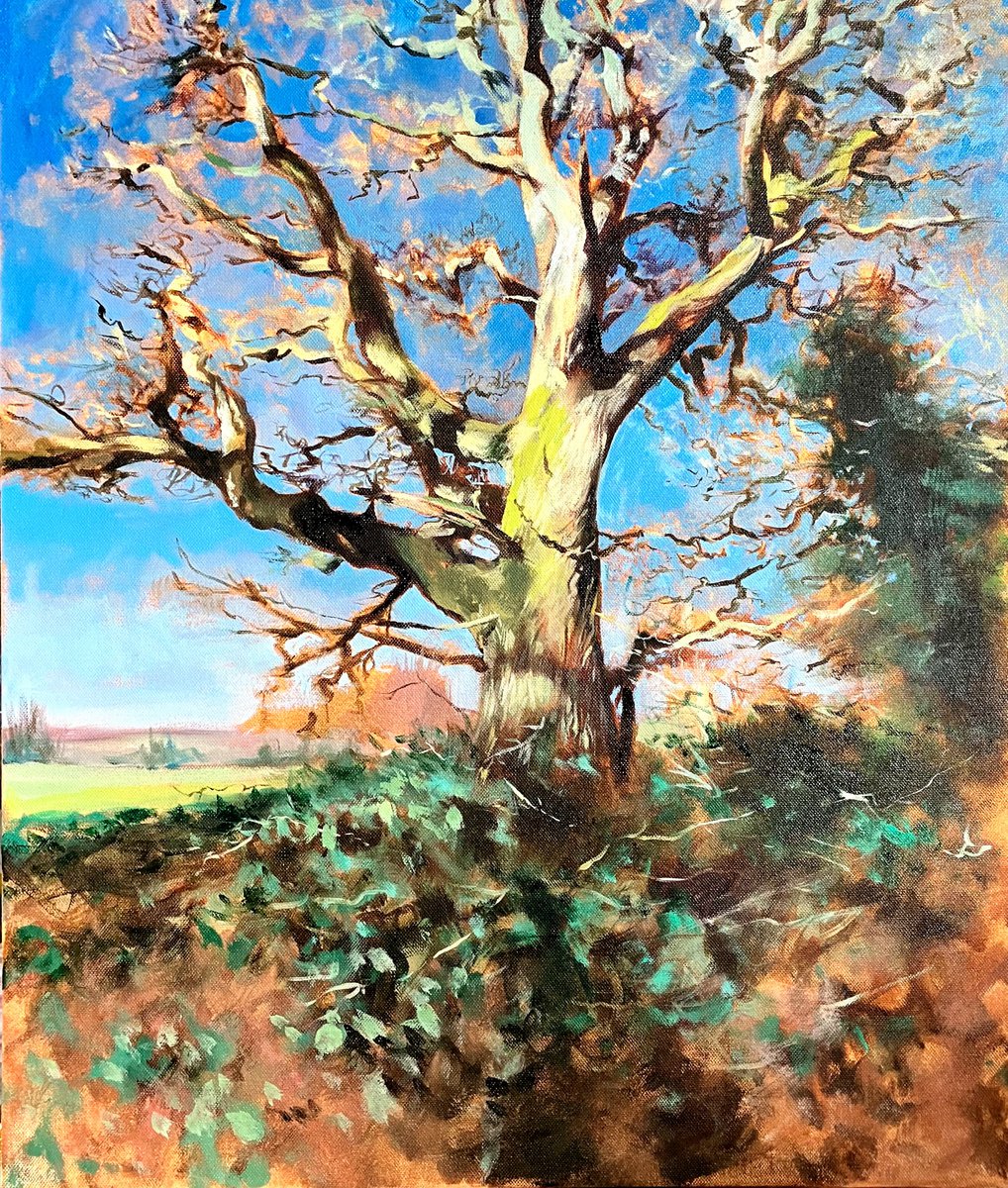 Old Oak by John Welsh