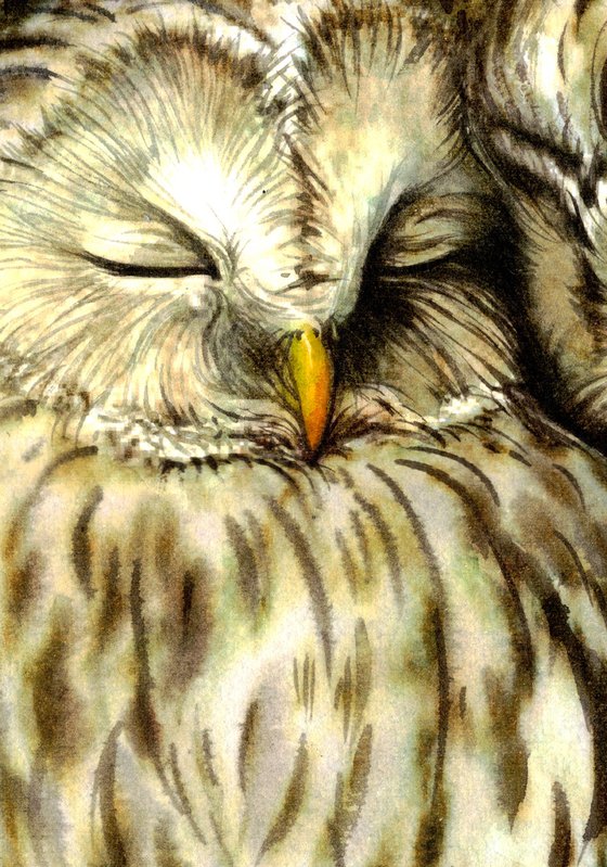 BIRD CCXXV -  Owls