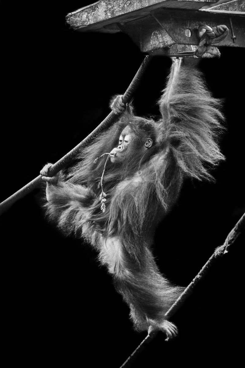 Photorealistic Photograph , Orangutan By Paul Nash, 16 X 24, Artwork For Sale On Artfinder