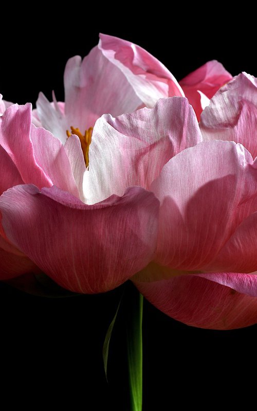 Peony in Pink by Nadia Culph