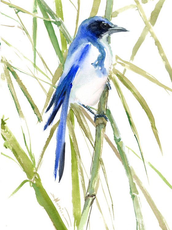 Florida Scrub Jay