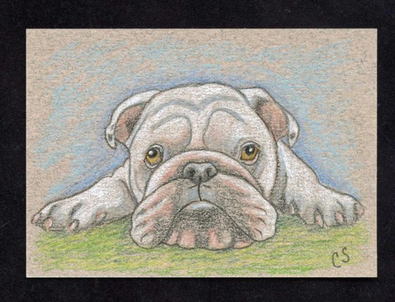 ACEO ATC Original Drawing English Bulldog Pet Dog Art-Carla Smale