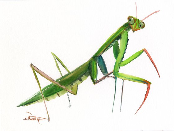 Praying Mantis