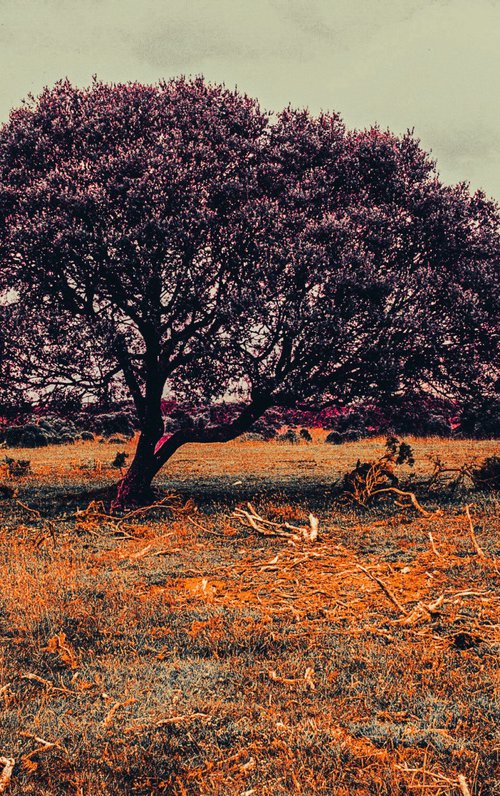 Lonely Tree - A4 by Kerry Gerdes