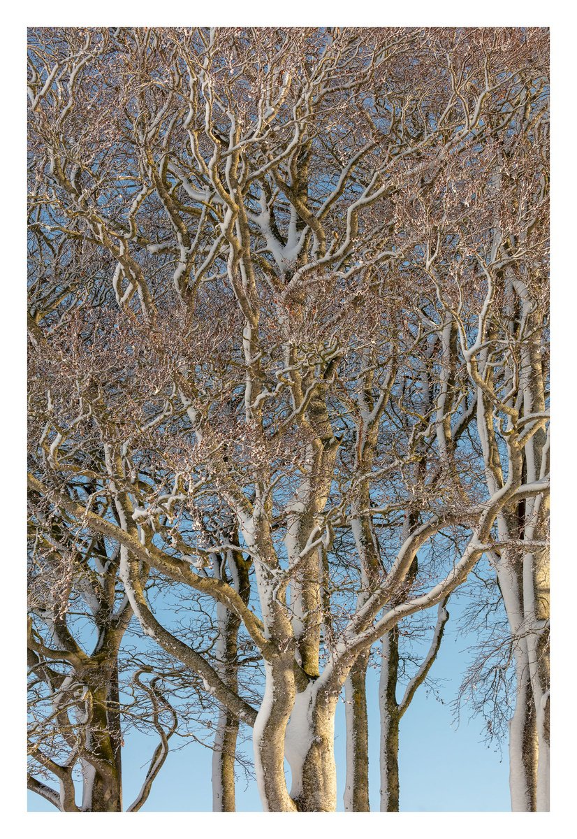 February Trees II by David Baker