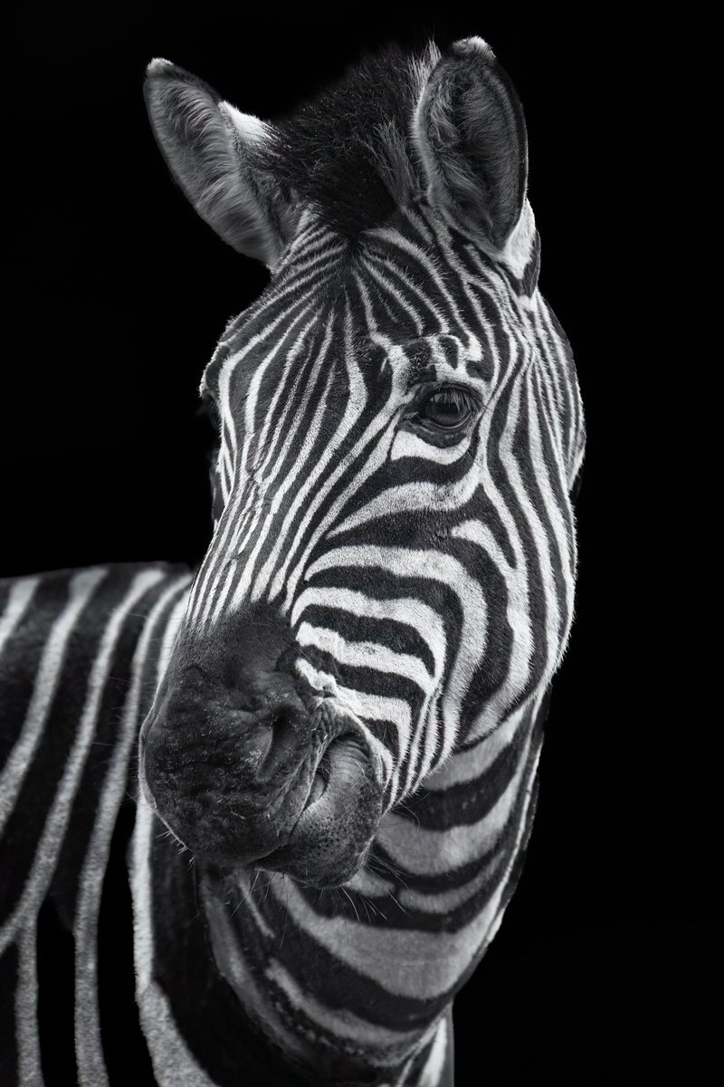 Animal Photograph By Paul Nash, 16 X 24", Zebra Sideways Glance, Original Artwork