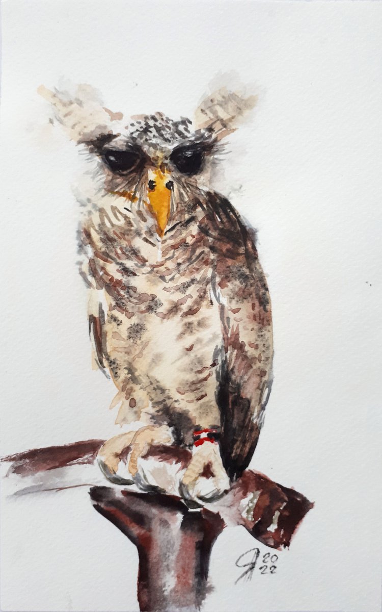Owl I / From my a series of BIRDS / ORIGINAL WATERCOLOR PAINTING by Salana Art Gallery