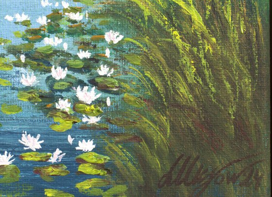 Water lily pond