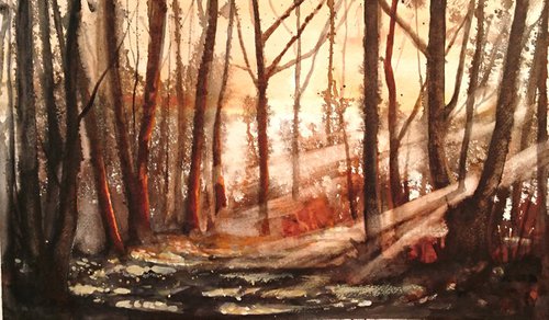 Redwood Dawn by Alan Harris