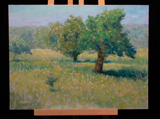 Wild apple Trees in field
