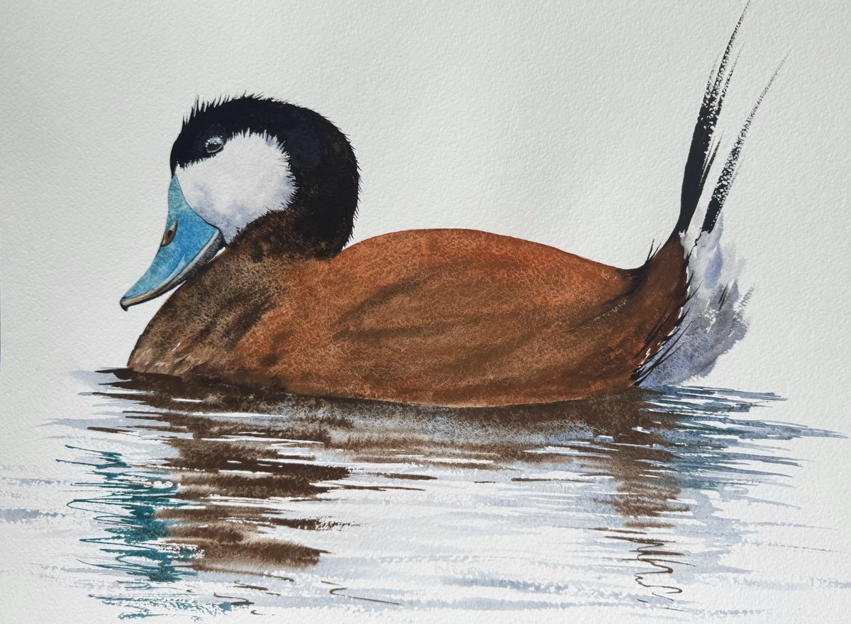 Expressive Animal Watercolour By Yuliia Sharapova, 17 X 13", Rosse Stekelstaart Ruddy Duck, Original Artwork