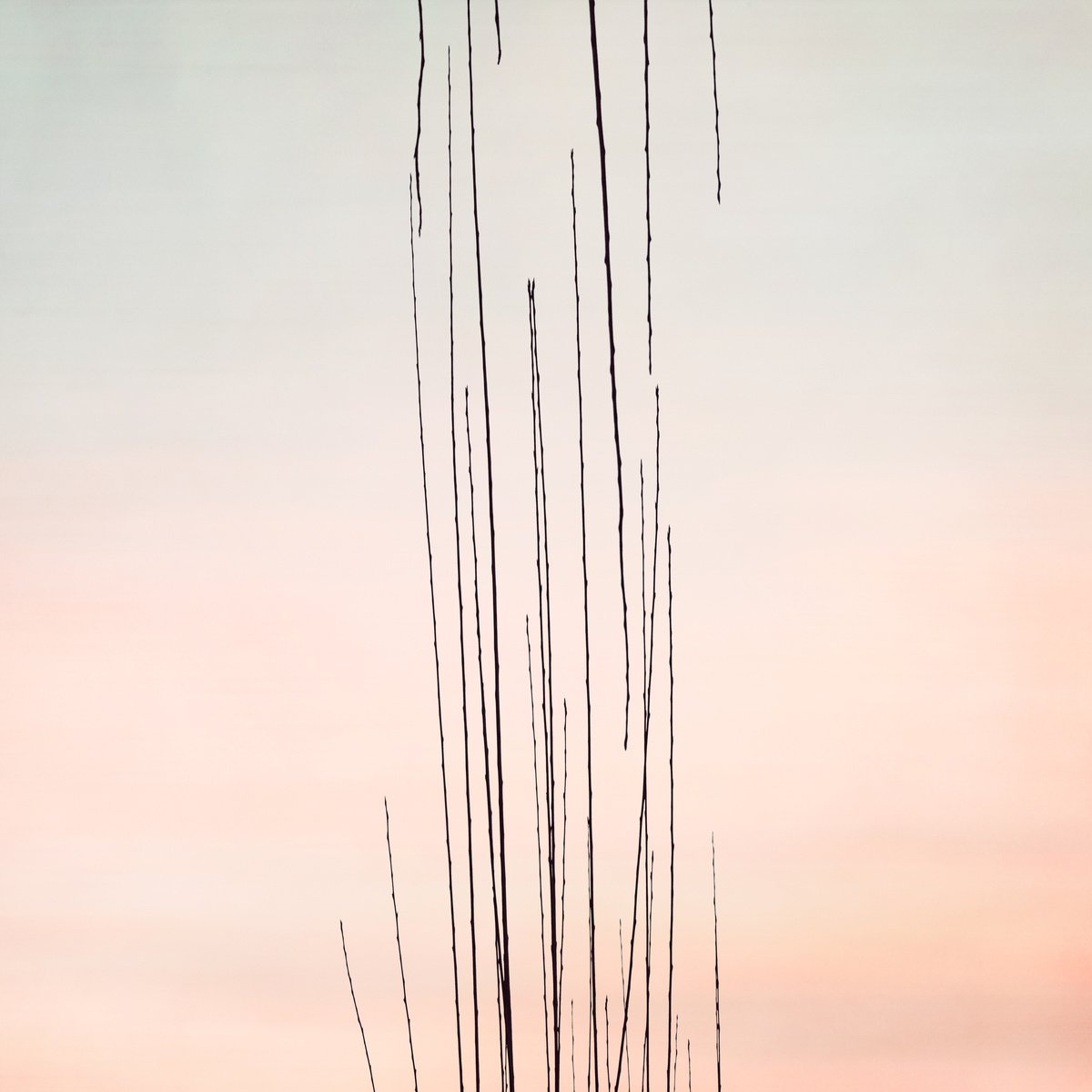 Branches Against The Sky - Limited Edition of 17 by Fabio Sozza