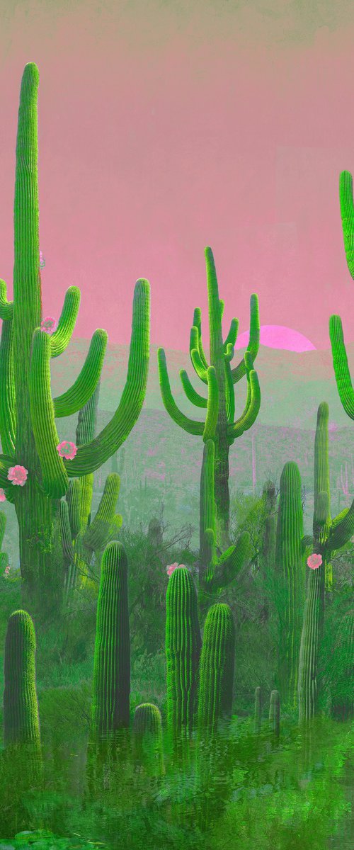Cactus Sagauro by Nadia Attura