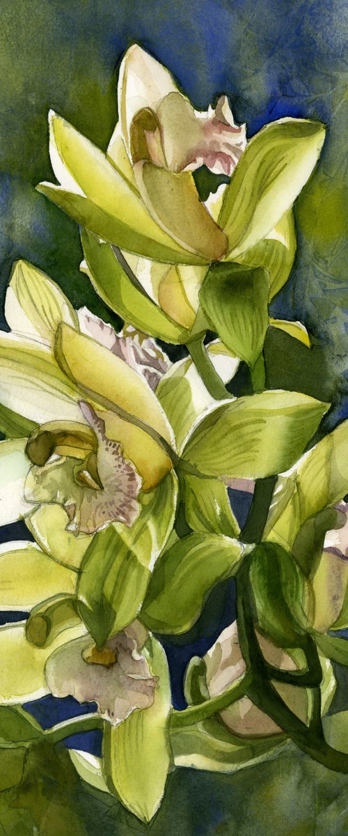 winter cymbidium orchid watercolor floral by Alfred  Ng