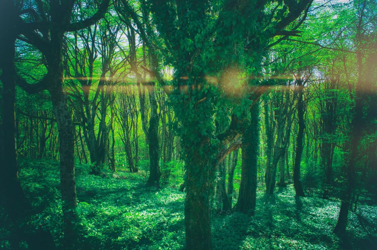 Enchanted Forest by Marc Ehrenbold
