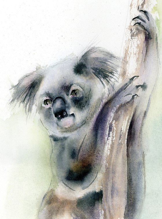 Koala Climber