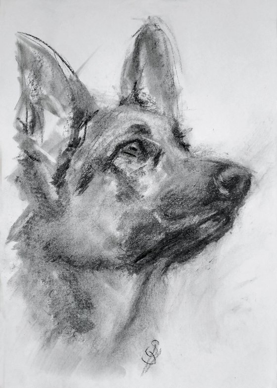 German Shepherd