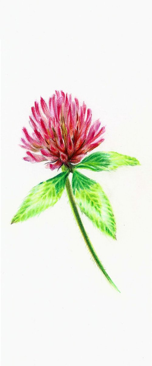 Clover Flower - from my Wildflowers Bookmarks Collection by Katya Santoro