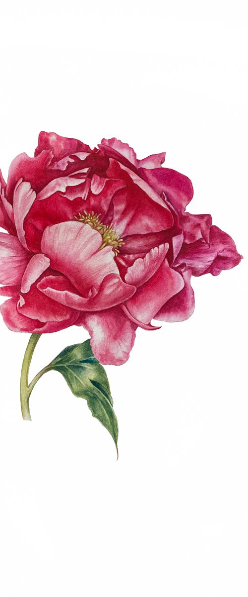 Peony. Original watercolor artwork. by Nataliia Kupchyk