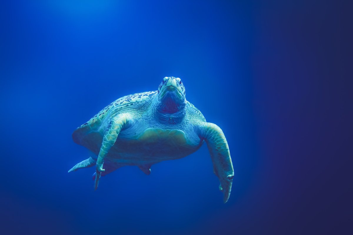 Green Sea Turtle by Paul Nash